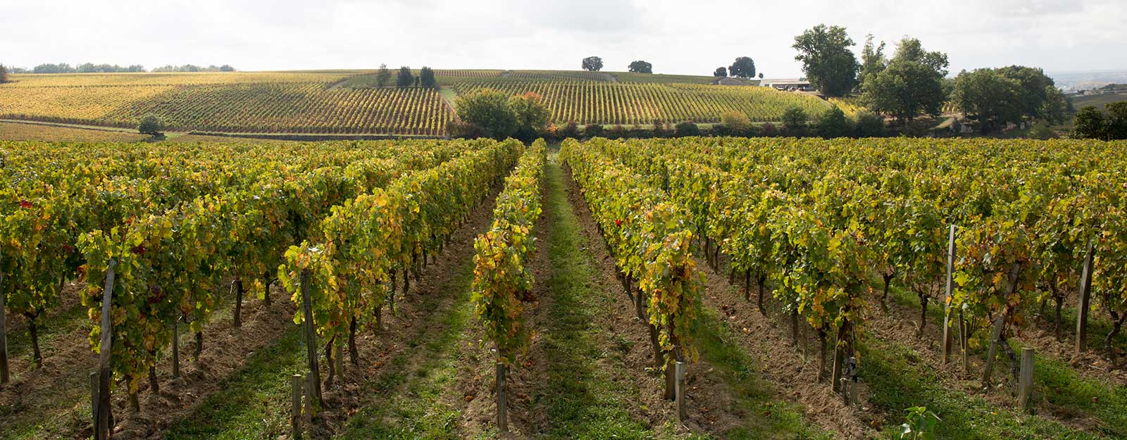 Omarv macchine agricole, contatti